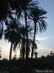 Palms ombra, Chebika, Tunisia.