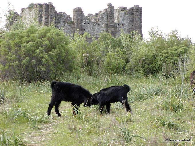 Un combattimento capra tra le rovine di Aspendos - Turchia