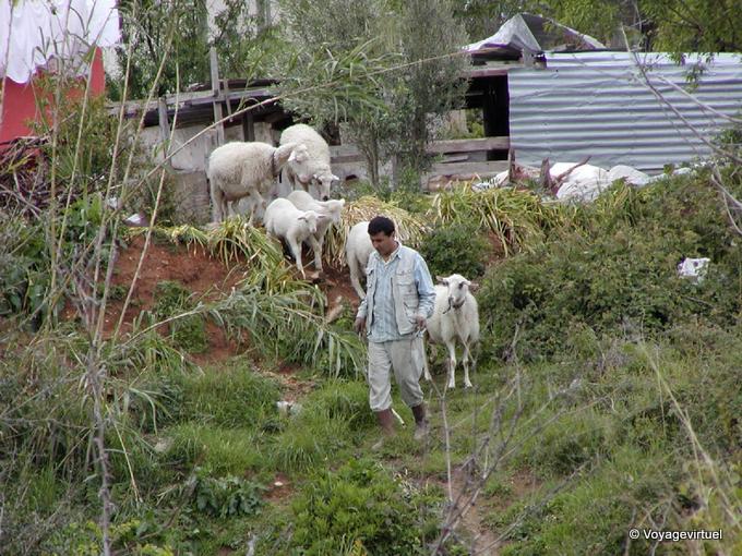 Sheep a Alanya - Turchia
