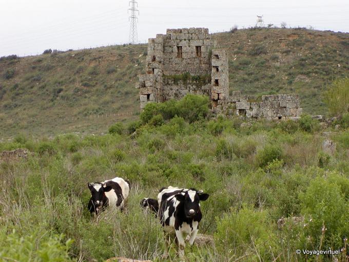 Pulizia dal bestiame, sito di Perge - Turchia