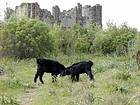 Un combattimento capra tra le rovine di Aspendos, Turchia.
